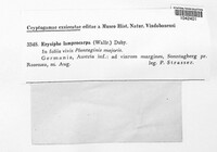 Phyllactinia fraxini image